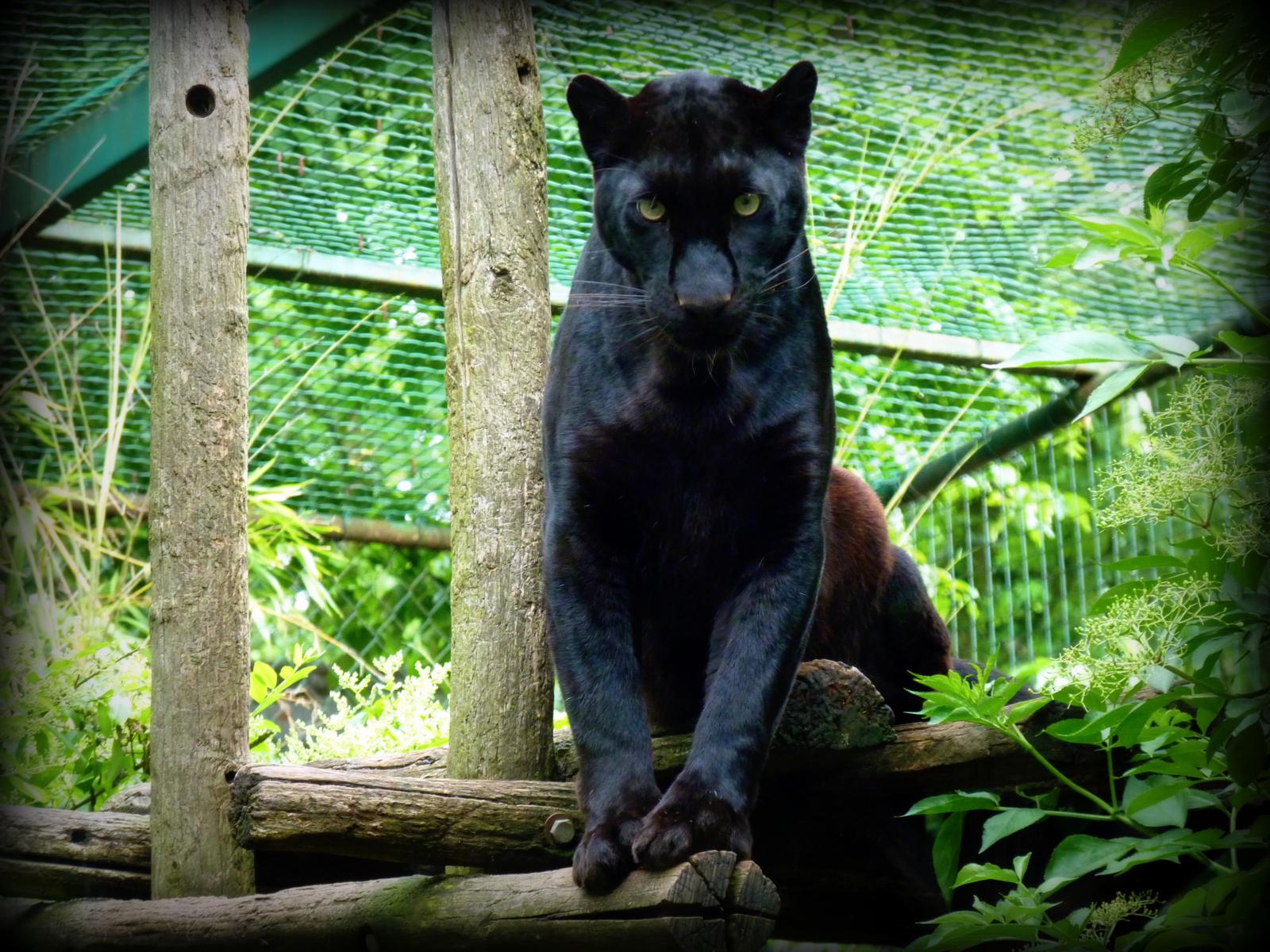 Wallpapers Animals Felines - Black panthers 