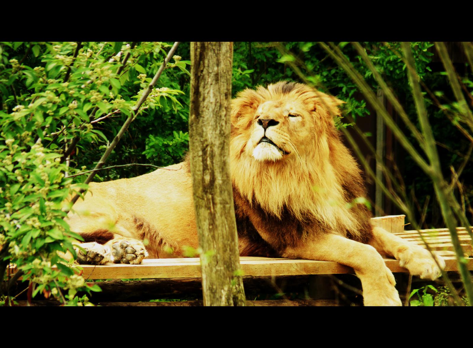 Fonds d'cran Animaux Flins - Lions 