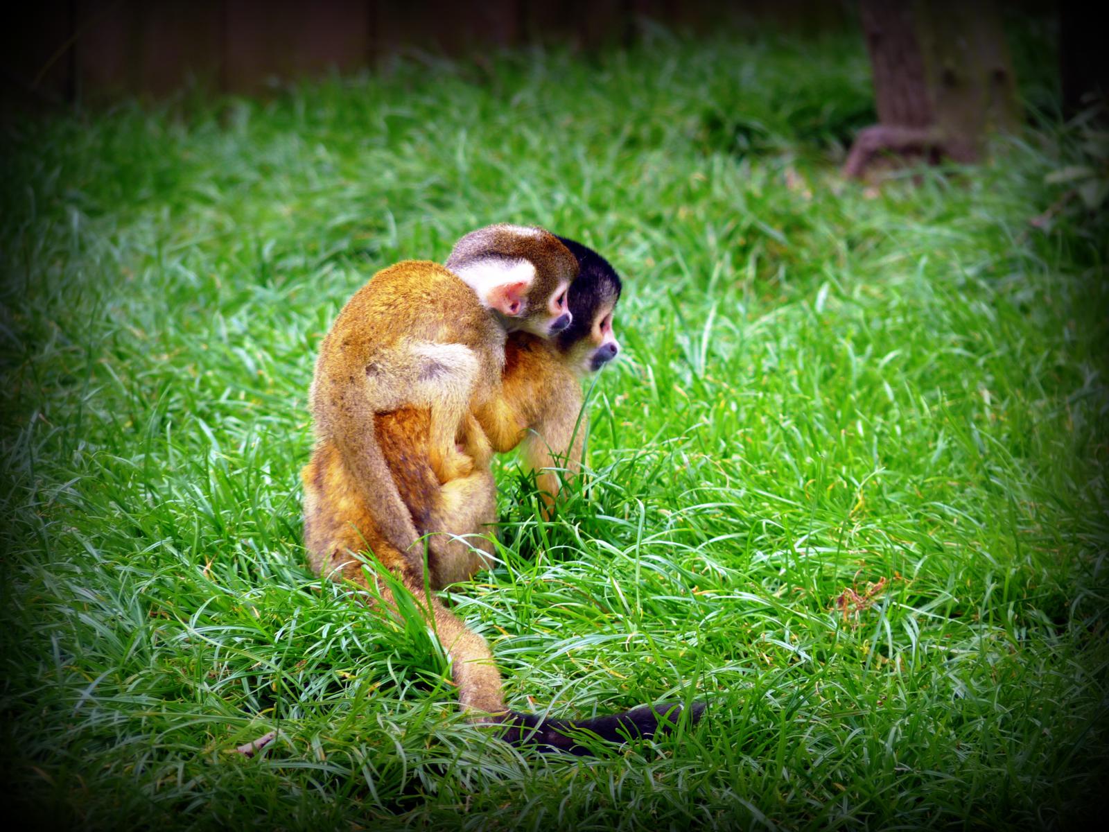 Fonds d'cran Animaux Singes 