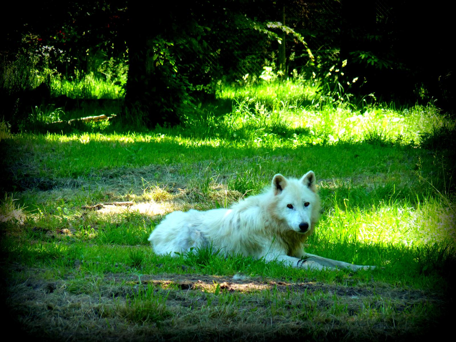 Fonds d'cran Animaux Loups 