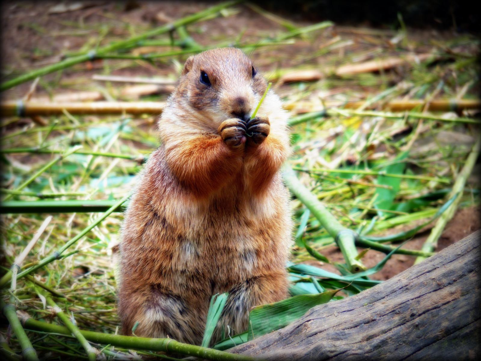 Fonds d'cran Animaux Marmottes 