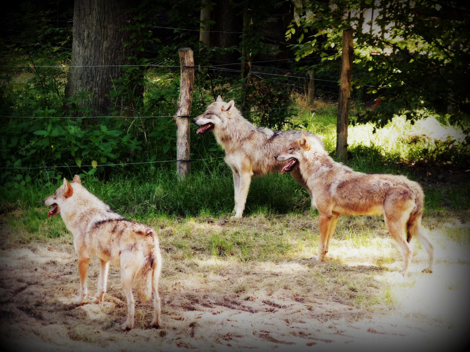 Fonds d'cran Animaux Loups 