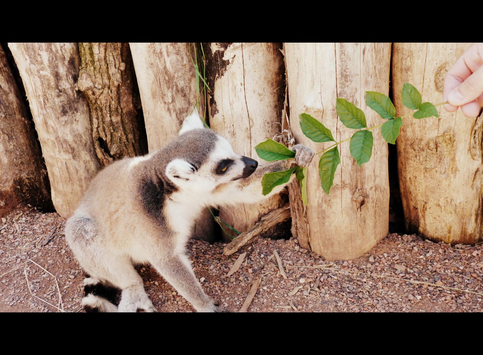 Fonds d'cran Animaux Lmuriens 