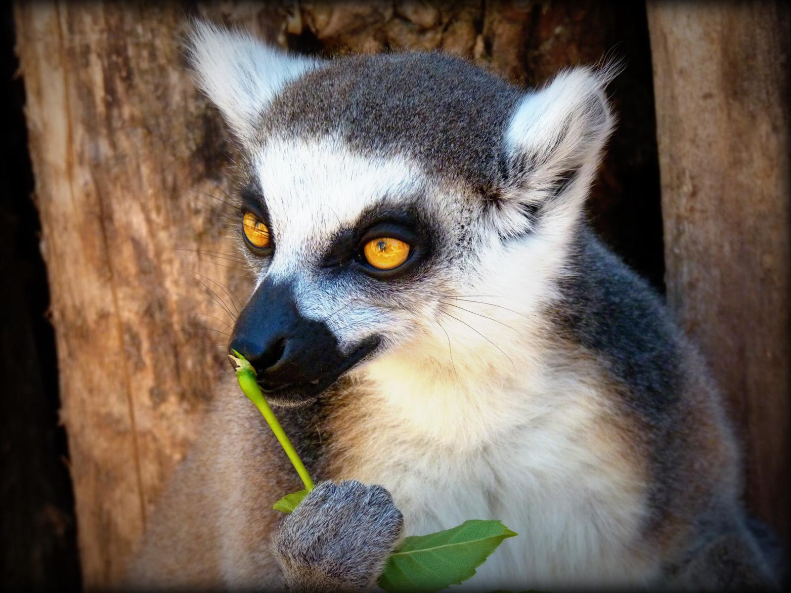 Fonds d'cran Animaux Lmuriens 