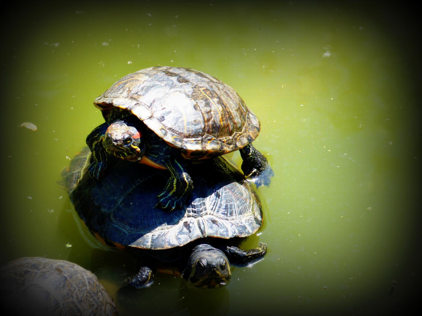 Wallpapers Animals Turtles 