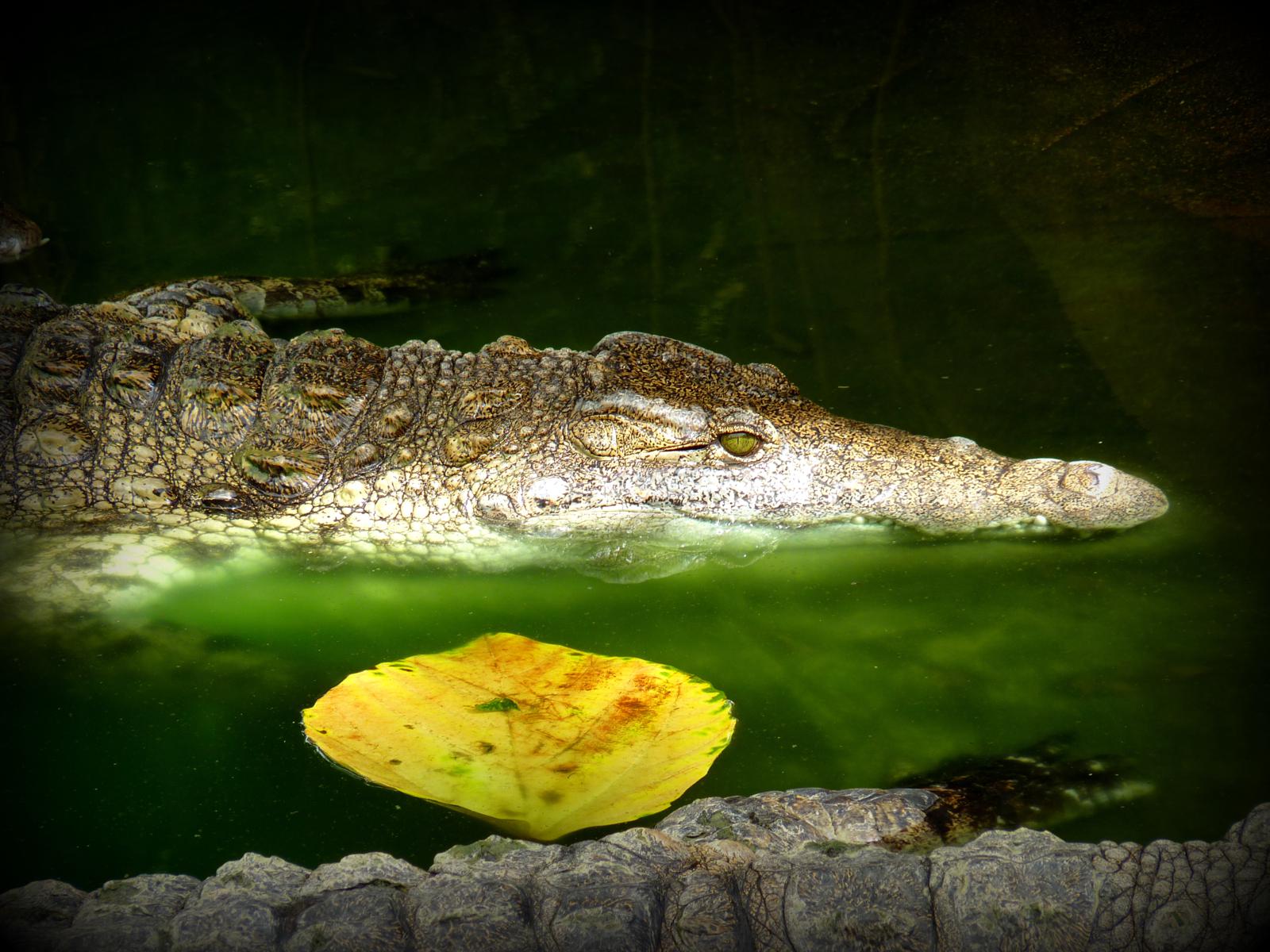 Wallpapers Animals Crocodile - Alligator - Caiman 