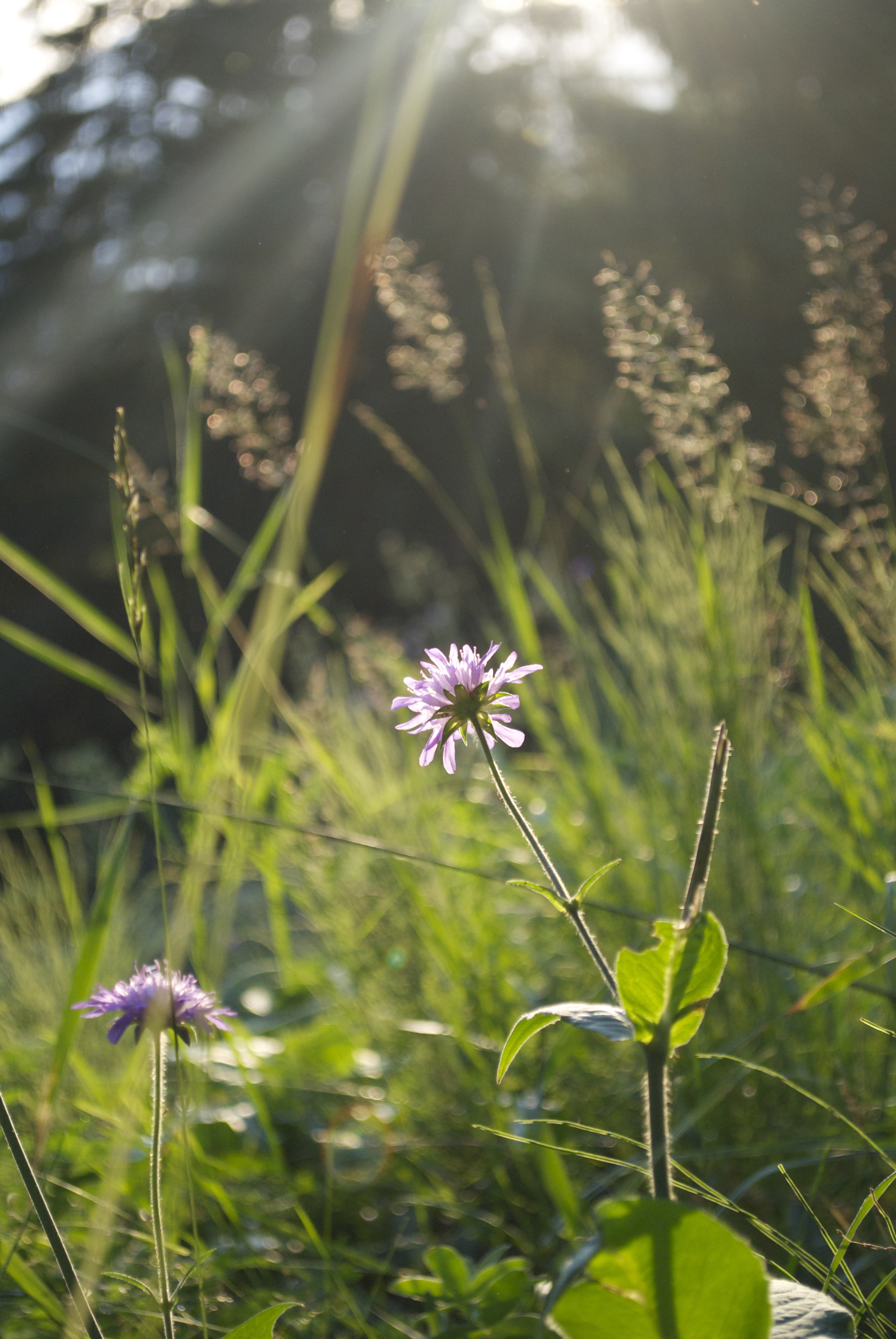 Wallpapers Nature Flowers fleur violette