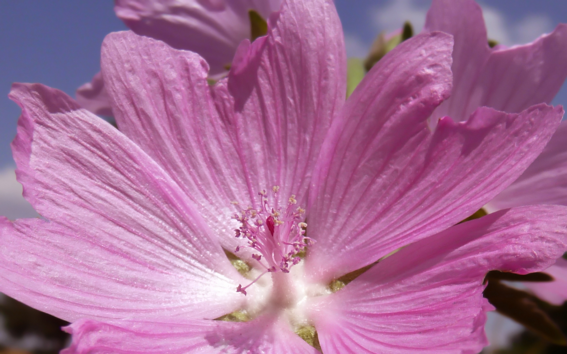 Fonds d'cran Nature Fleurs 