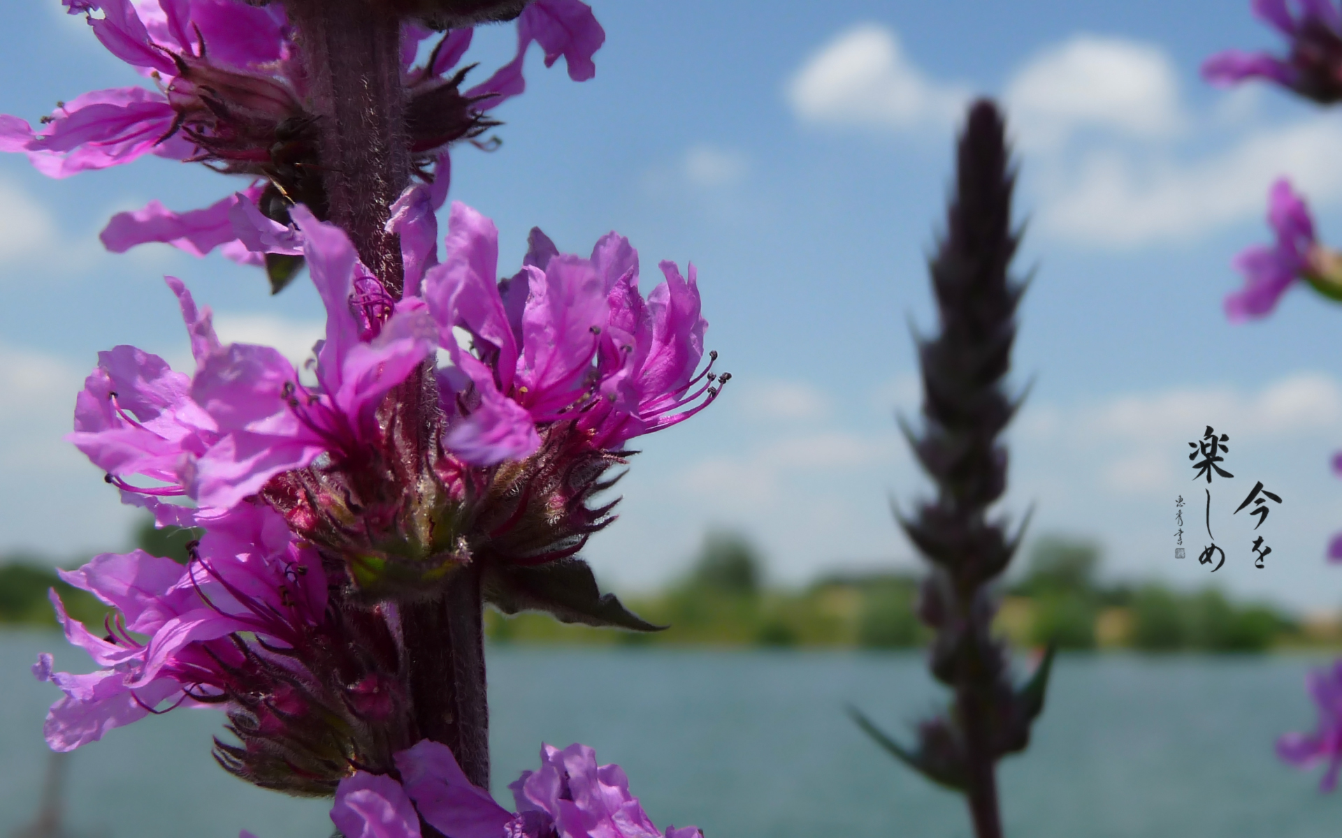 Wallpapers Nature Flowers 