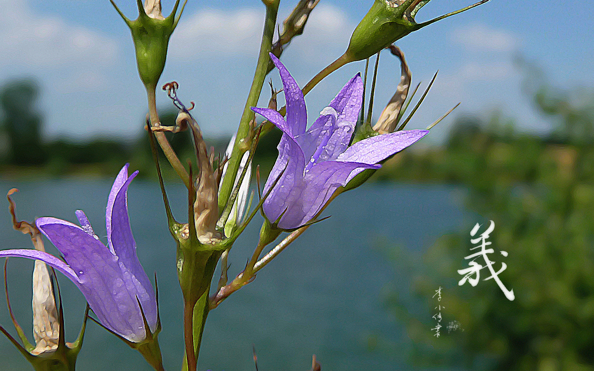 Fonds d'cran Art - Numrique Nature - Fleurs 