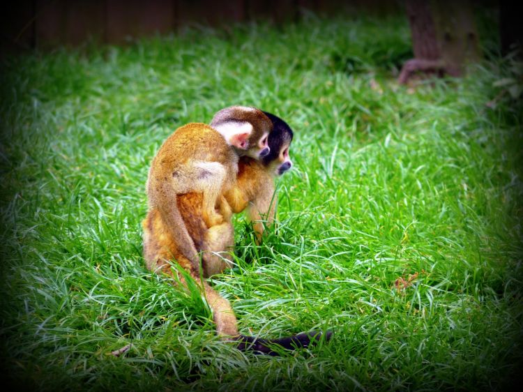 Wallpapers Animals Monkeys Wallpaper N354360