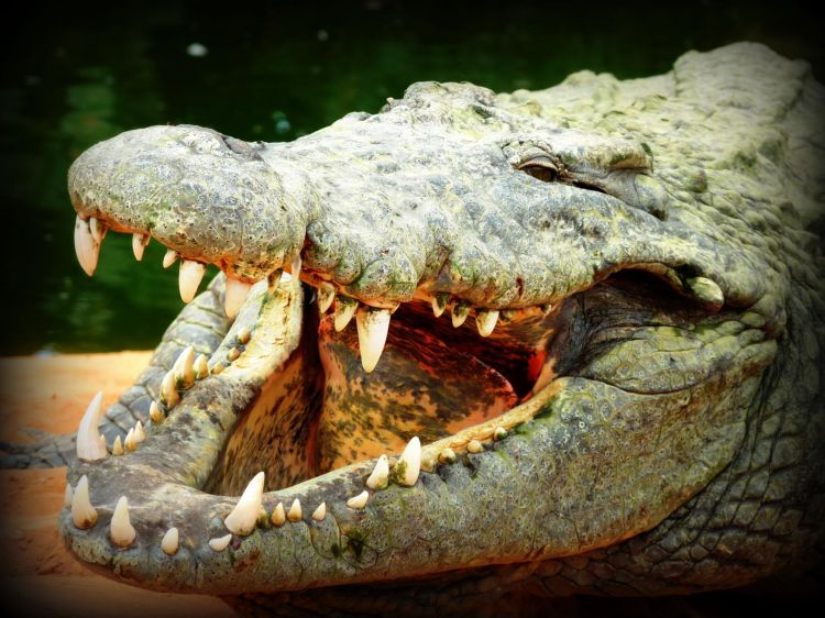 Fonds d'cran Animaux Crocodiles - Alligators - Camans Wallpaper N354374