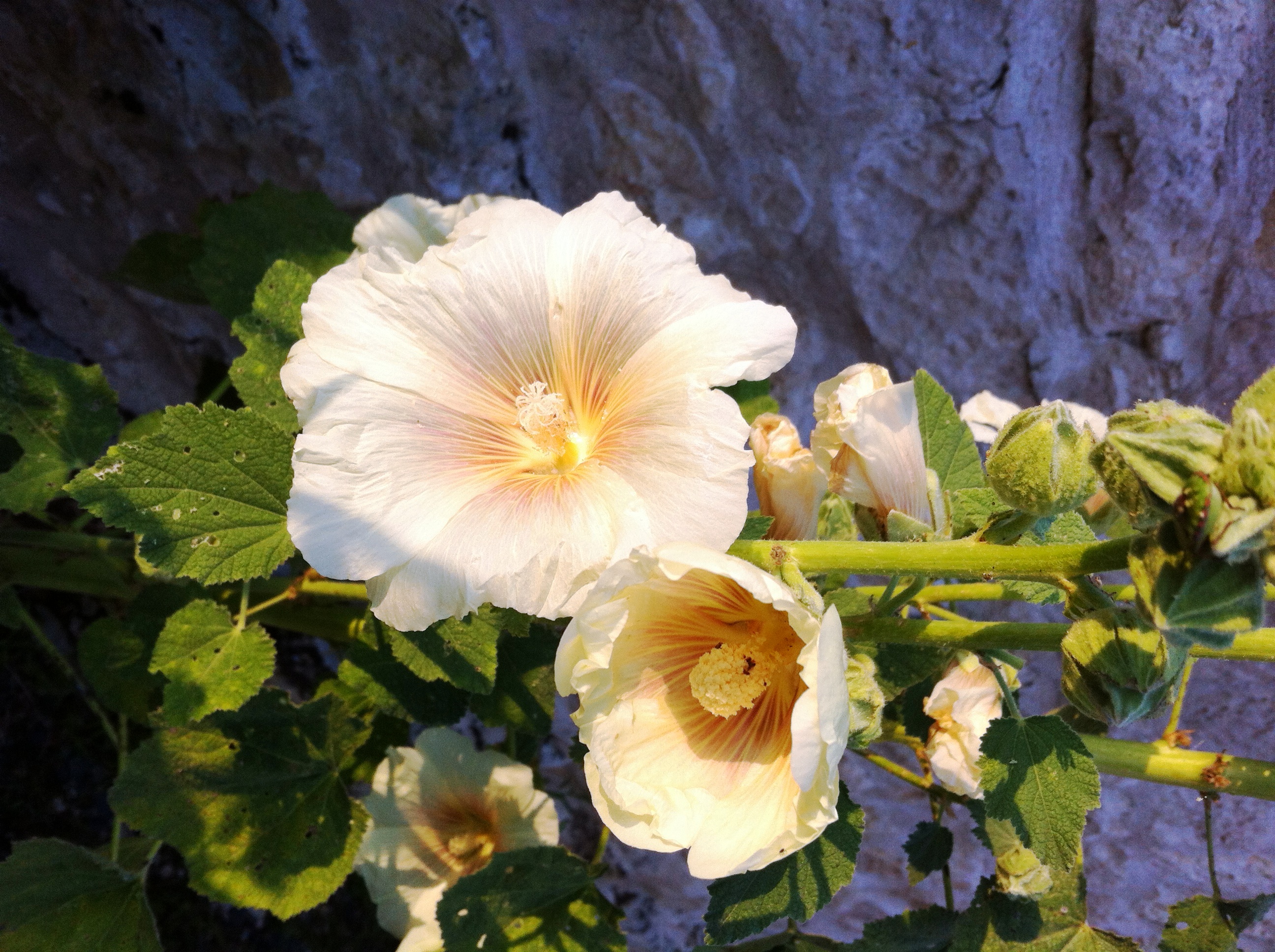 Fonds d'cran Nature Fleurs la nature est belle