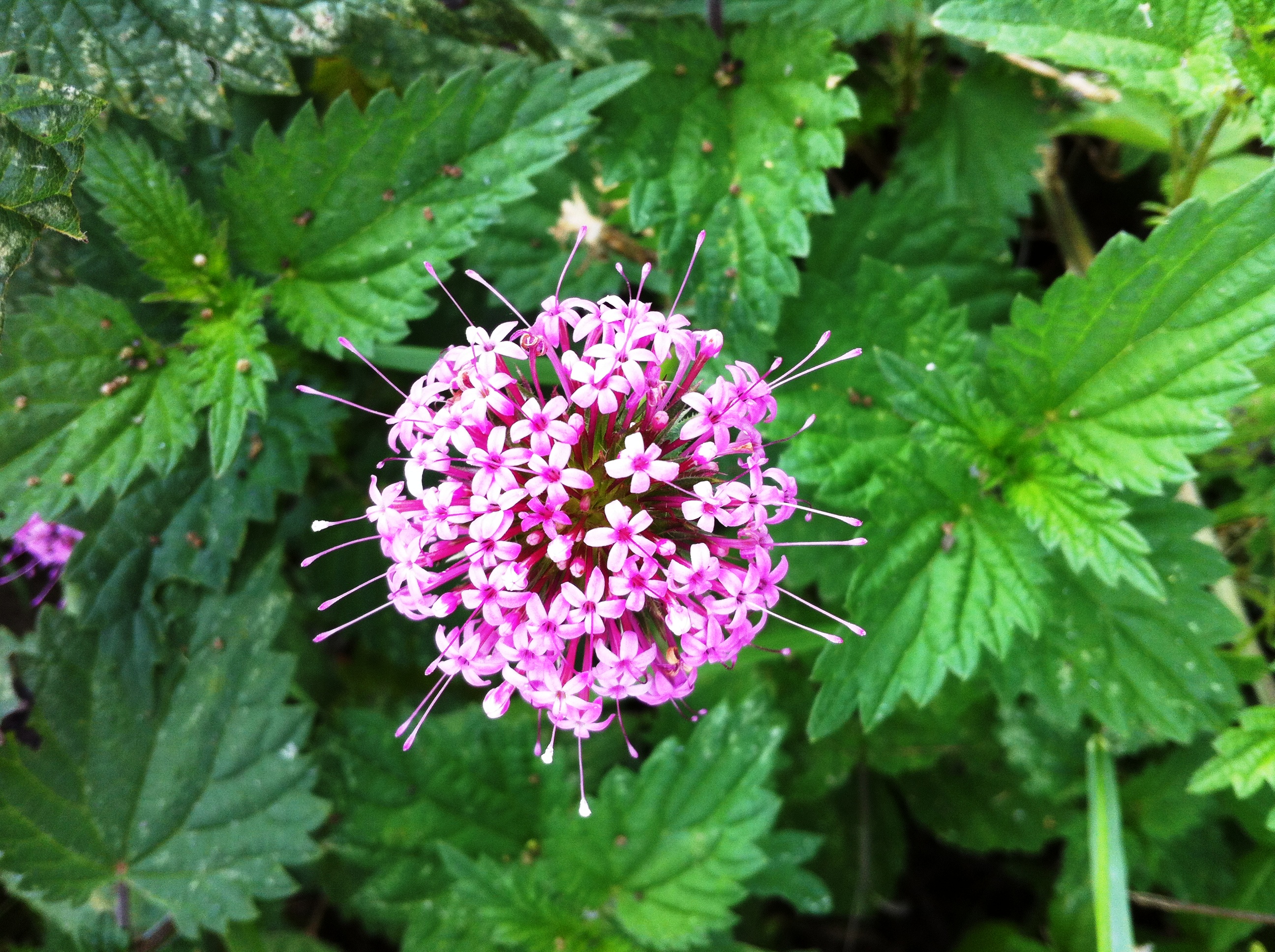 Fonds d'cran Nature Fleurs la nature est belle