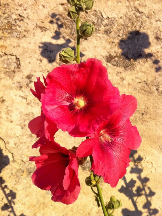 Fonds d'cran Nature Fleurs la nature est belle