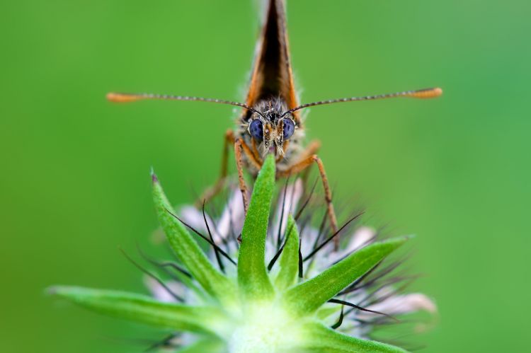 Fonds d'cran Animaux Insectes - Papillons Les yeux dans les yeux