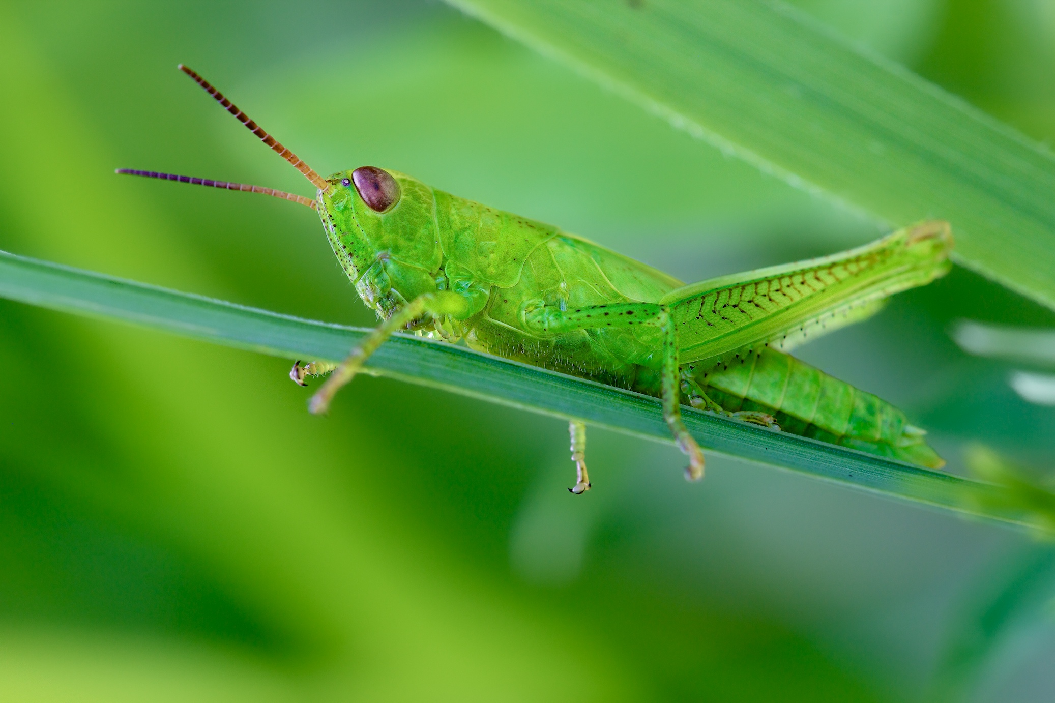 Fonds d'cran Animaux Insectes - Criquets A cheval