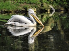  Animaux Image sans titre N354461