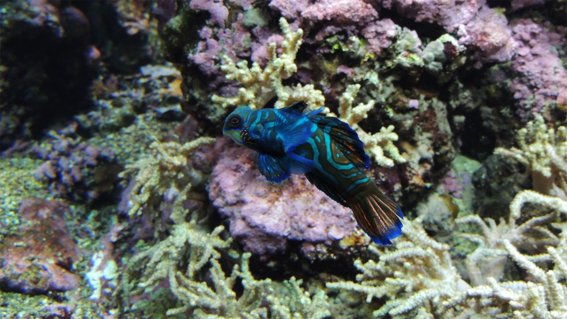 Fonds d'cran Animaux Vie marine - Poissons Poisson bleu