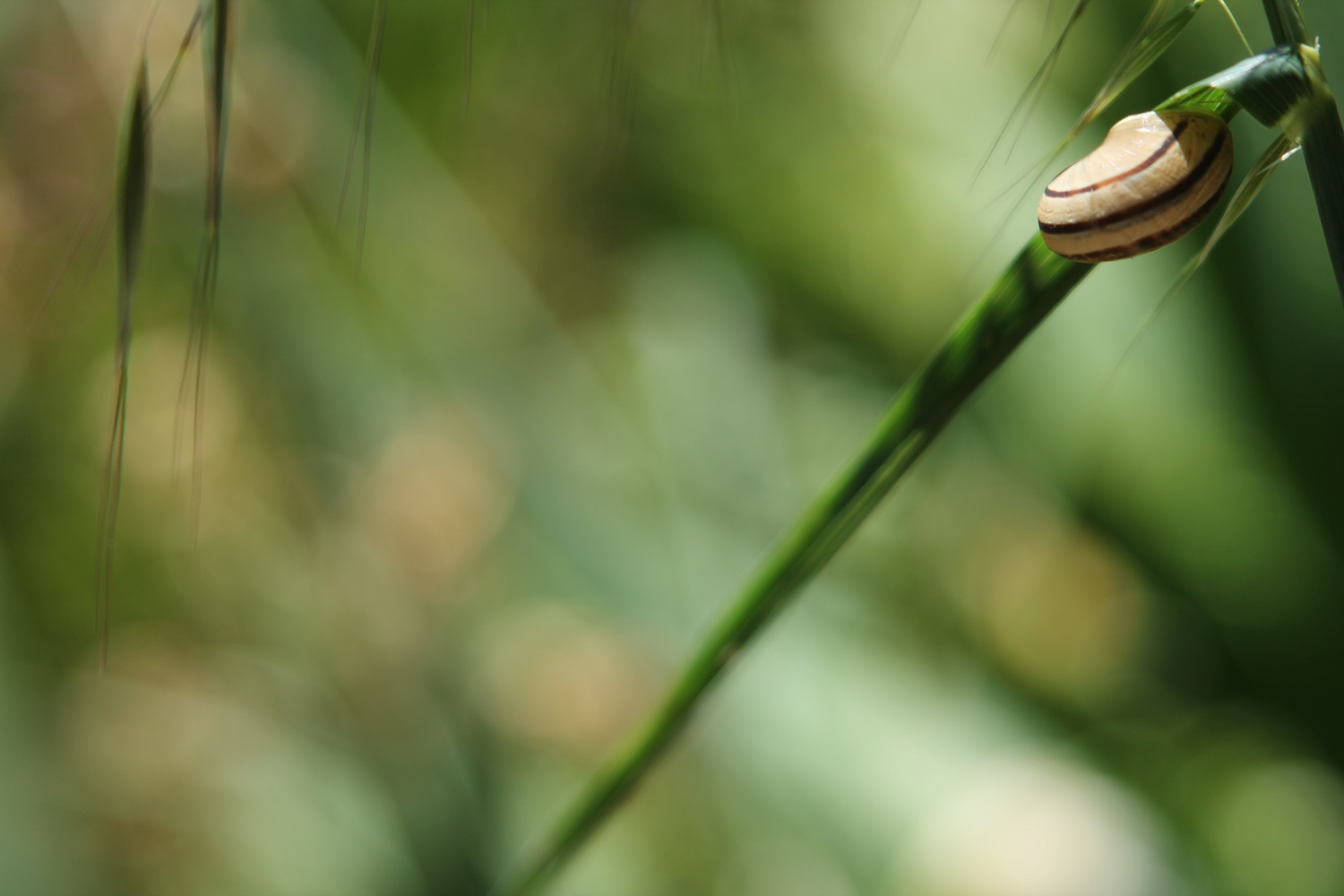 Fonds d'cran Animaux Escargots - Limaces Petit escargot