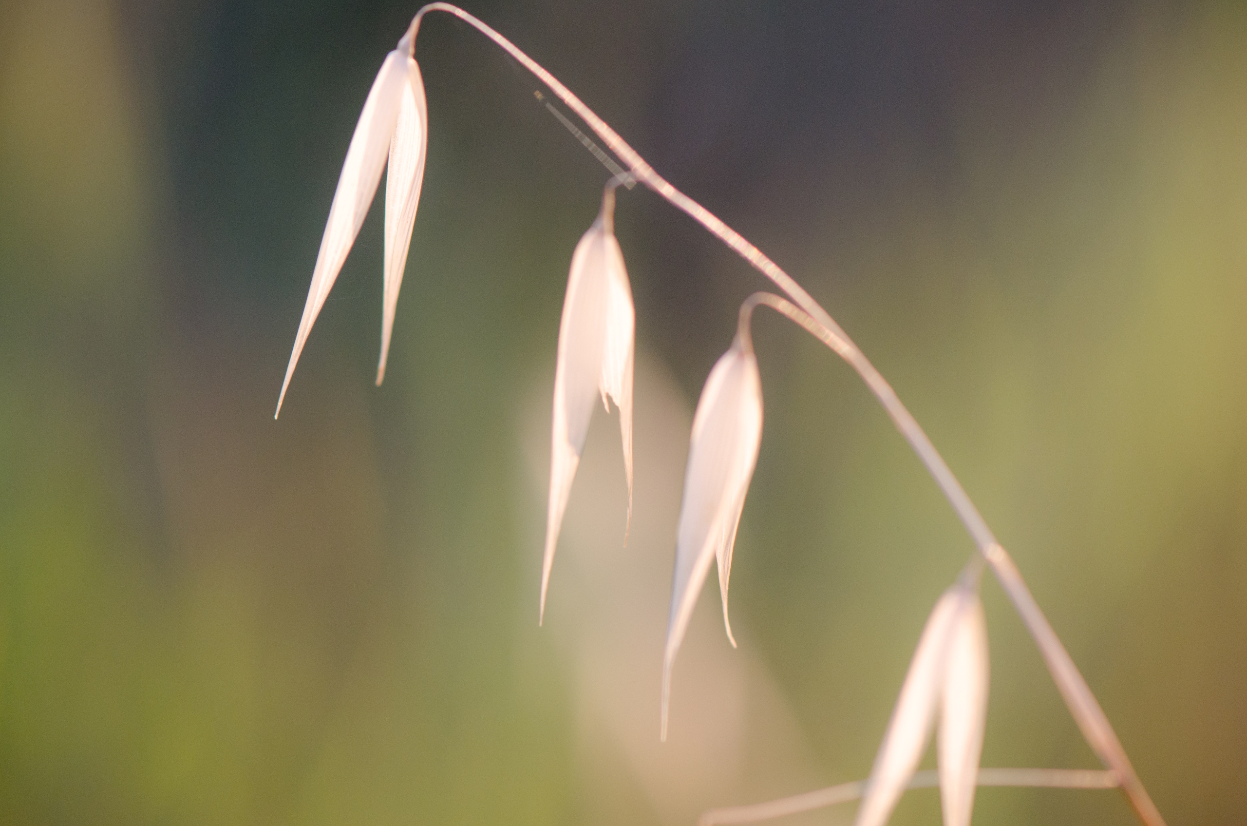 Wallpapers Nature Flowers 