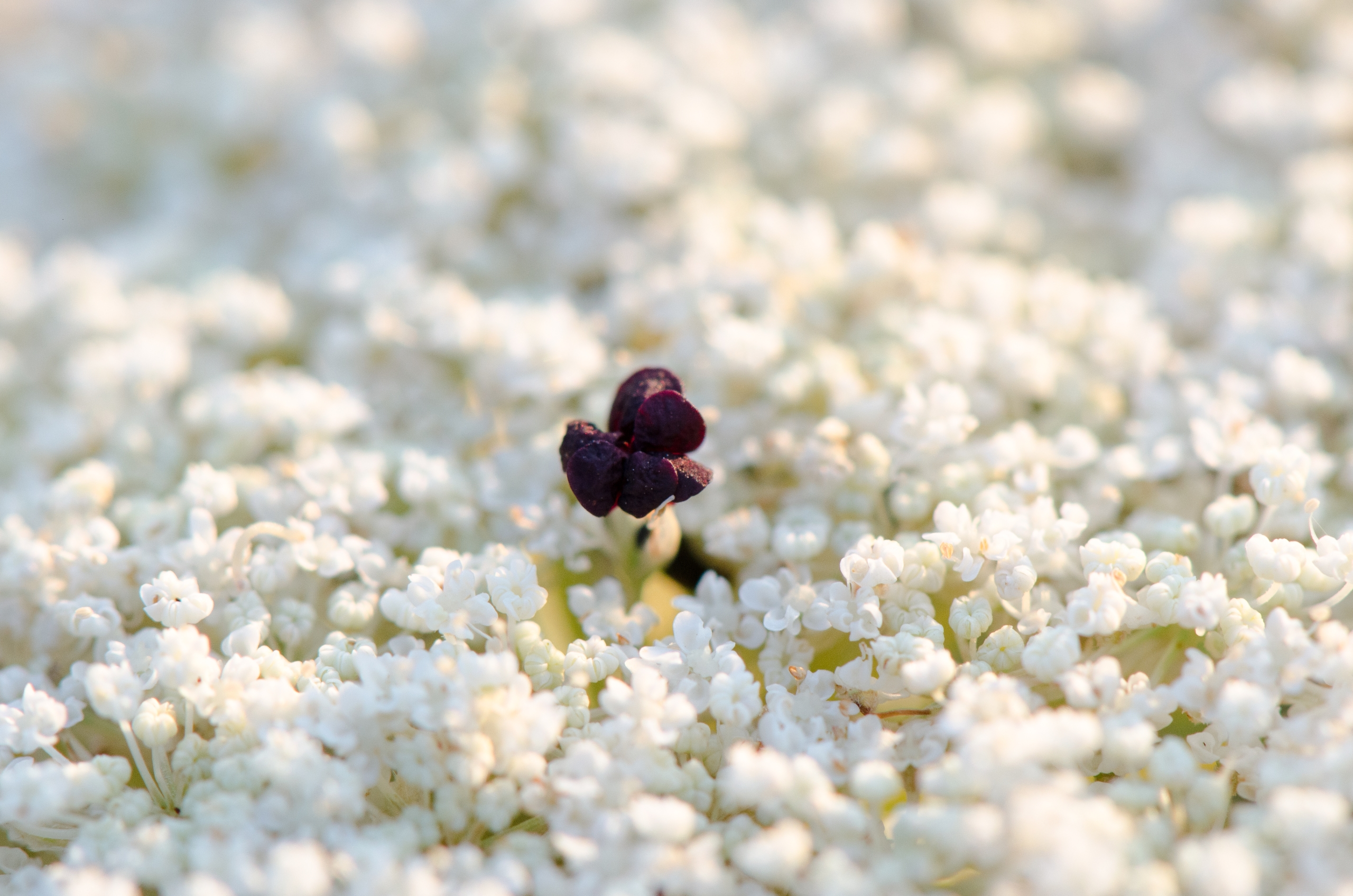 Fonds d'cran Nature Fleurs 