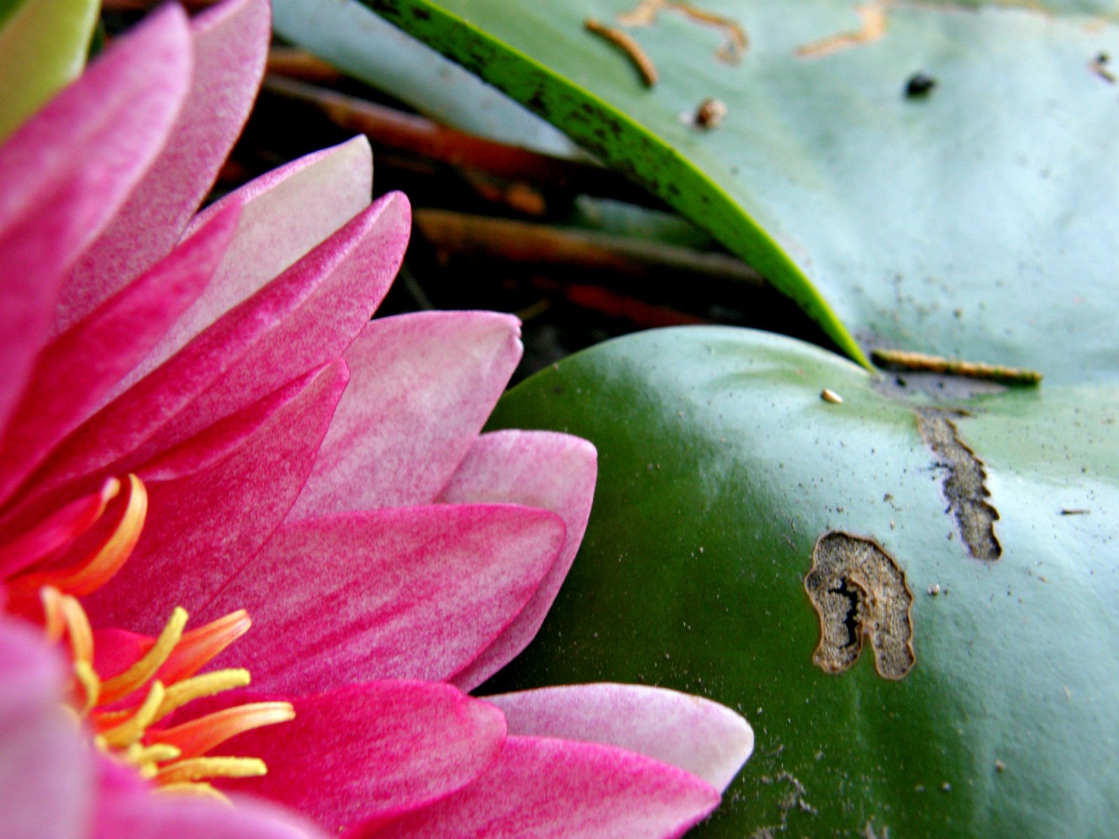 Fonds d'cran Nature Fleurs 