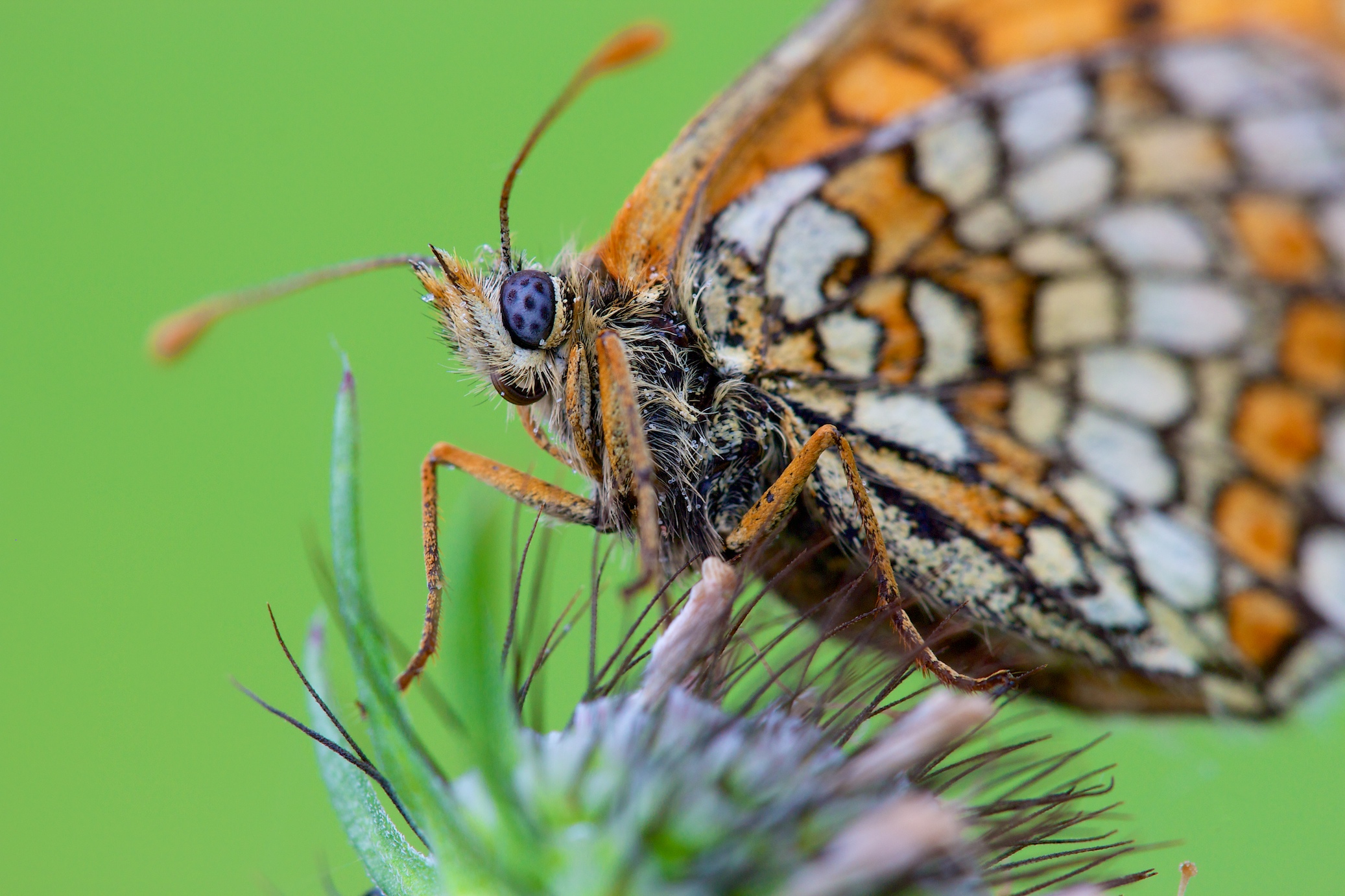 Fonds d'cran Animaux Insectes - Papillons Clin d'oeil 