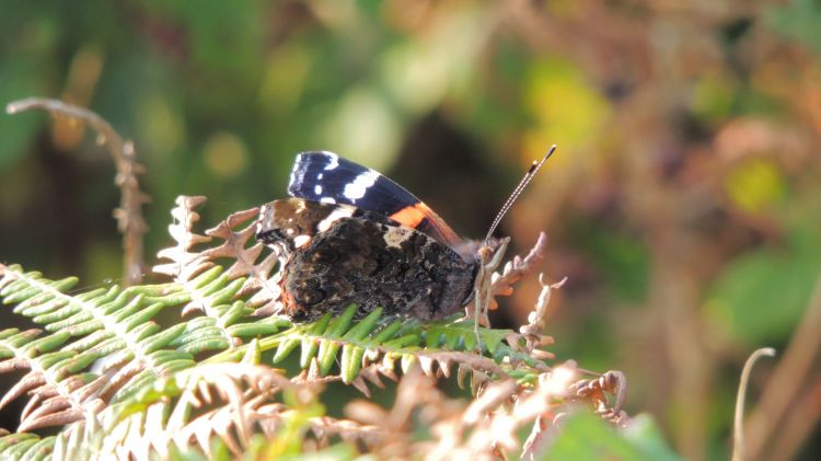 Fonds d'cran Animaux Insectes - Papillons Papillon