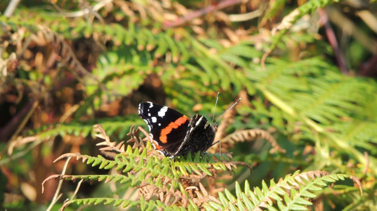 Fonds d'cran Animaux Insectes - Papillons Papillon