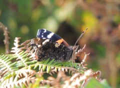  Animals Papillon