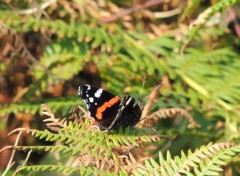  Animals Papillon