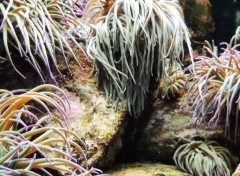  Animals Coraux et Anemones