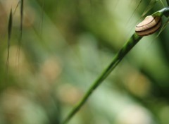  Animals Petit escargot