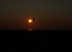  Nature Cerf volant voulant défier le soleil