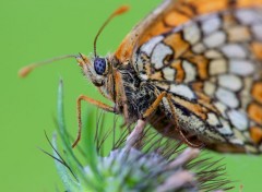  Animaux Clin d'oeil 