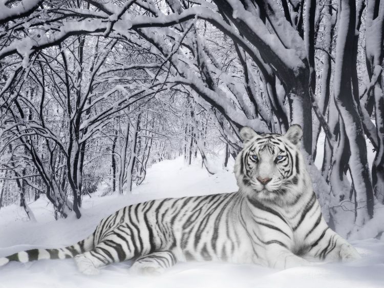 Fonds d'cran Animaux Flins - Tigres Wallpaper N354902