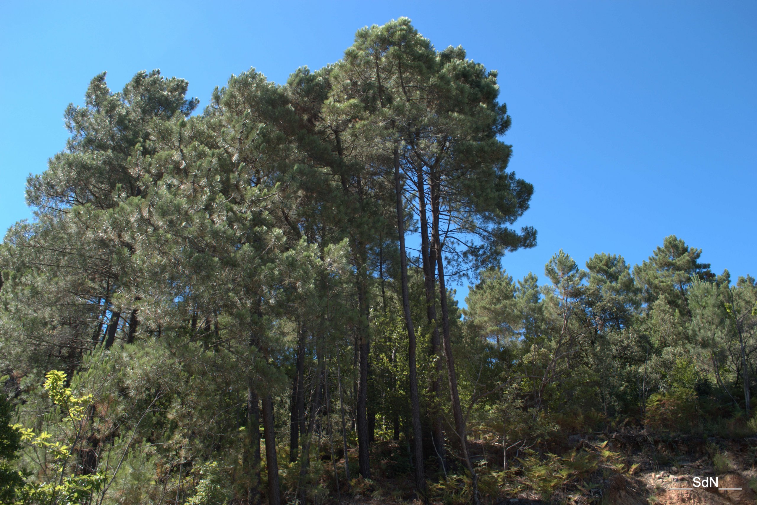 Fonds d'cran Nature Arbres - Forts 