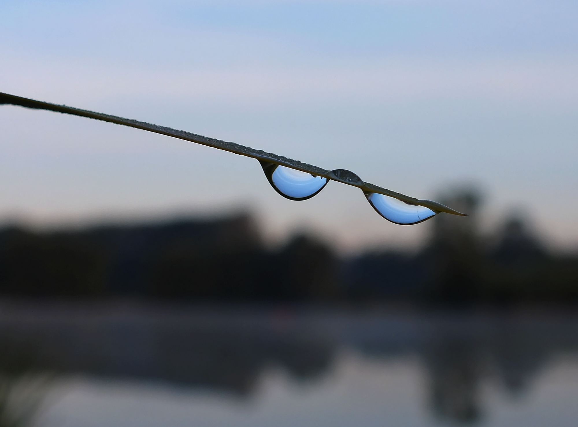 Wallpapers Nature Water - Drops Lunette d'eau