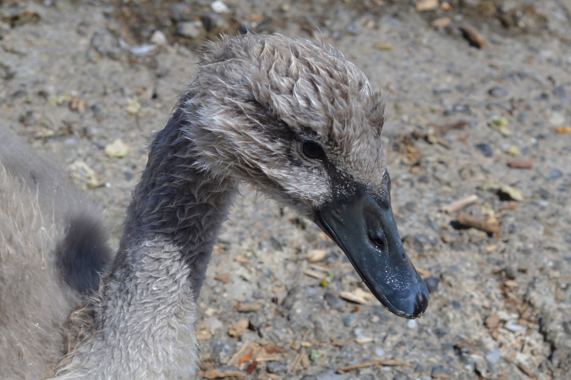 Fonds d'cran Animaux Oiseaux - Cygnes 