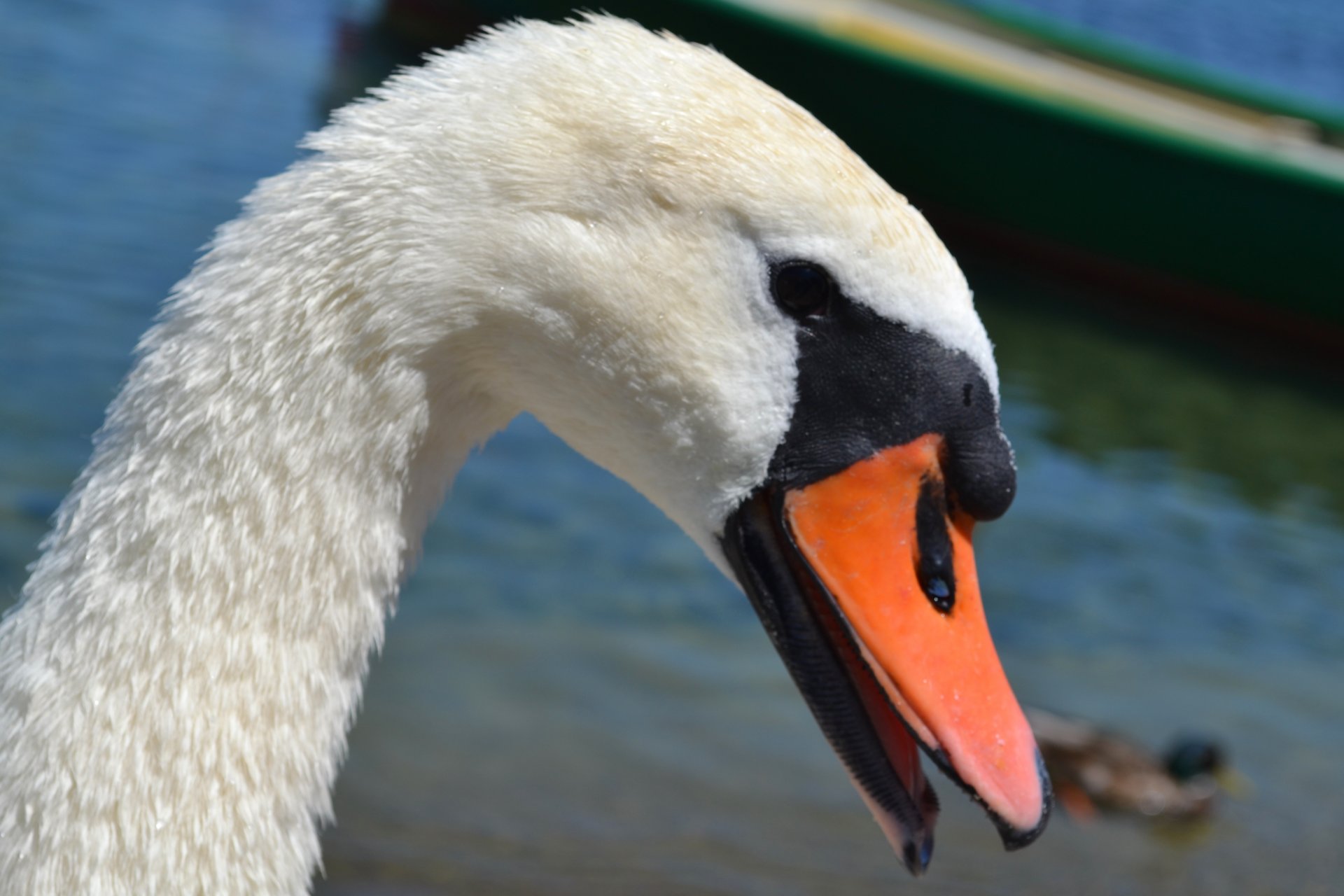 Wallpapers Animals Birds - Swans 