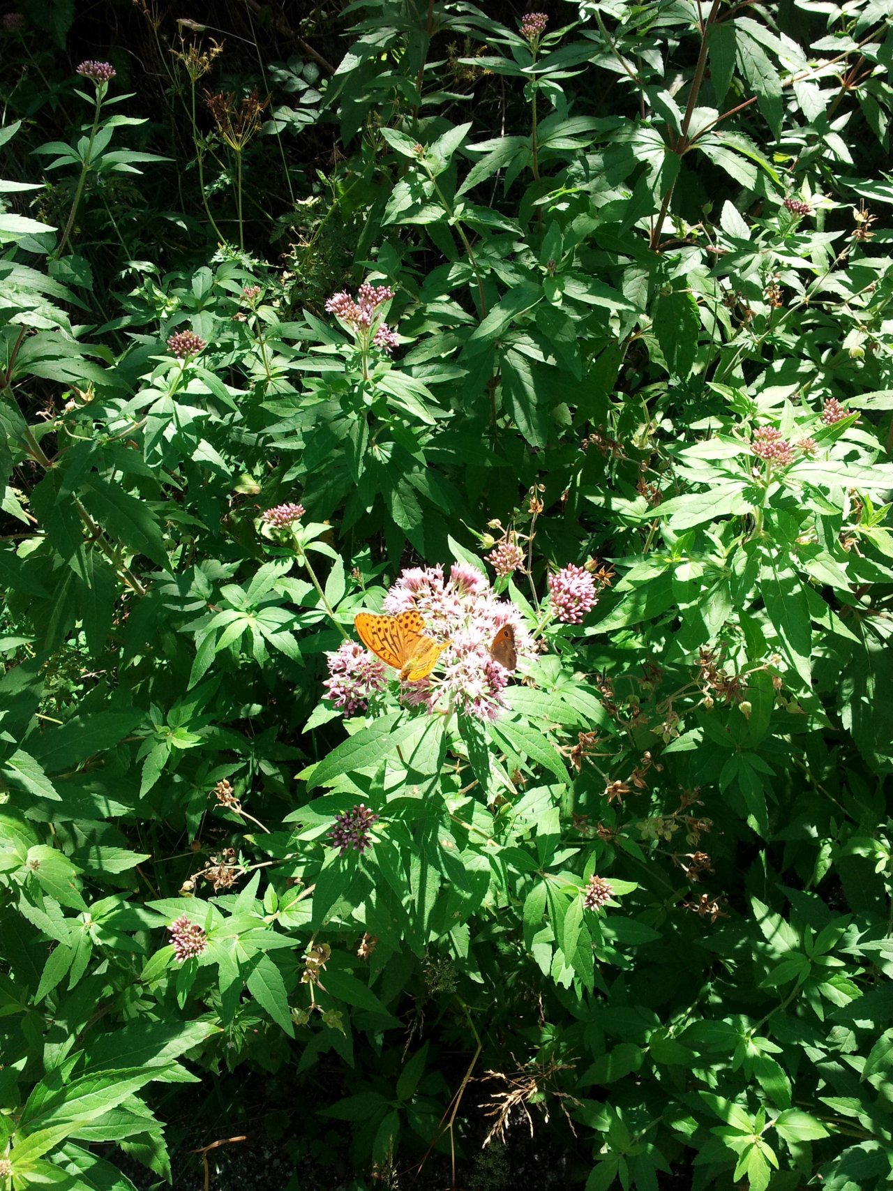 Fonds d'cran Animaux Insectes - Papillons 