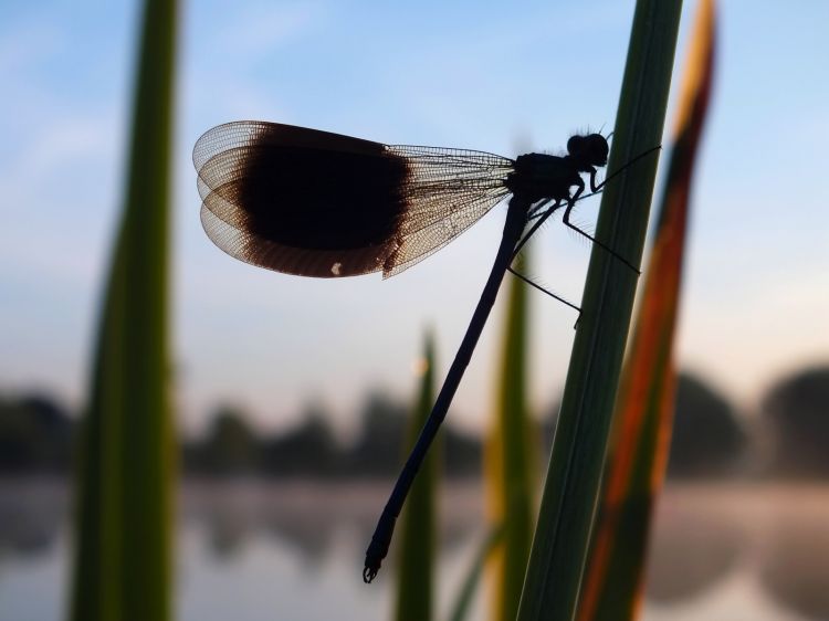 Wallpapers Animals Insects - Dragonflies Libellule