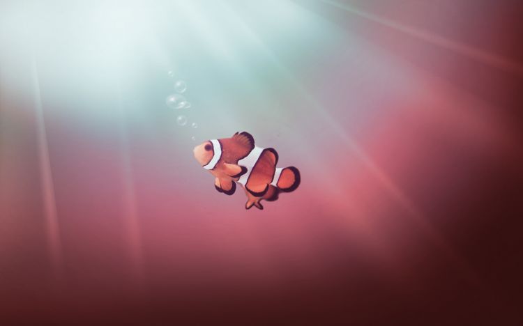 Wallpapers Animals Sealife - Fishes Wallpaper N355078