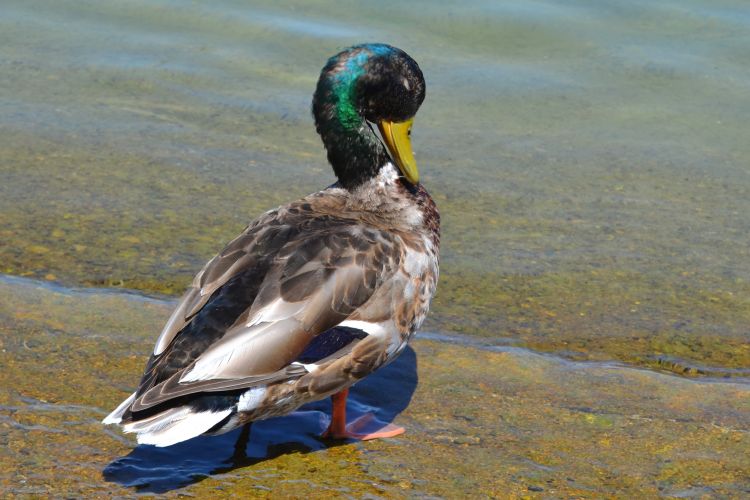 Wallpapers Animals Birds - Ducks canards