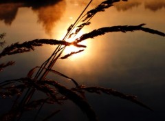  Nature reflet dor