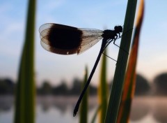  Animaux Libellule