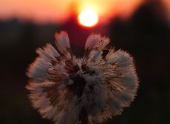  Nature Plumes