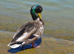  Animaux canards