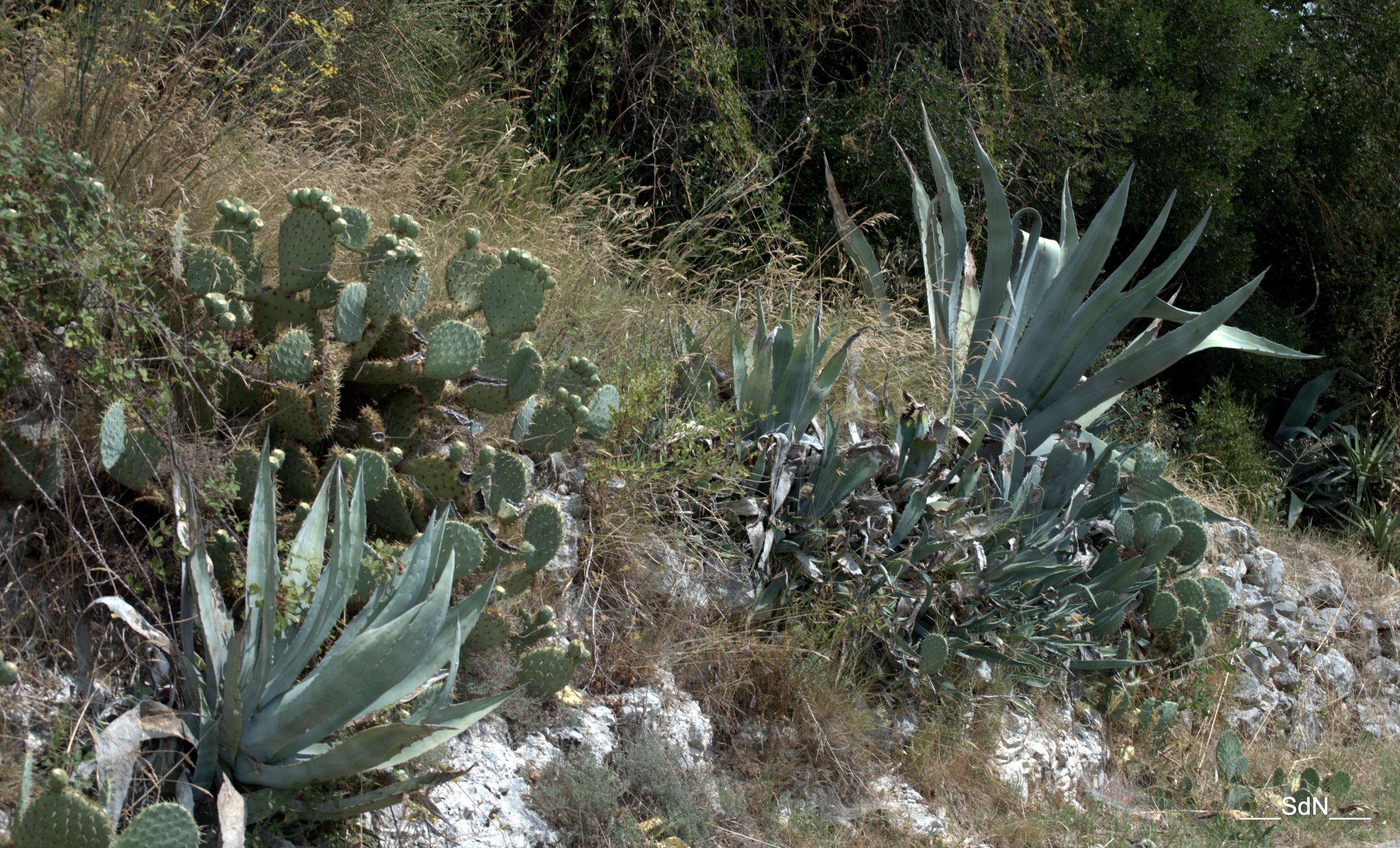 Fonds d'cran Nature Cactus LA BASTIDE DE VIRAC- ARDECHE